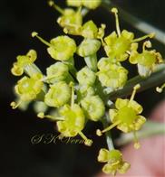  Inflorescence (Umbellule)